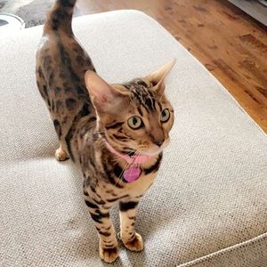 Meet your Posher, Samantha